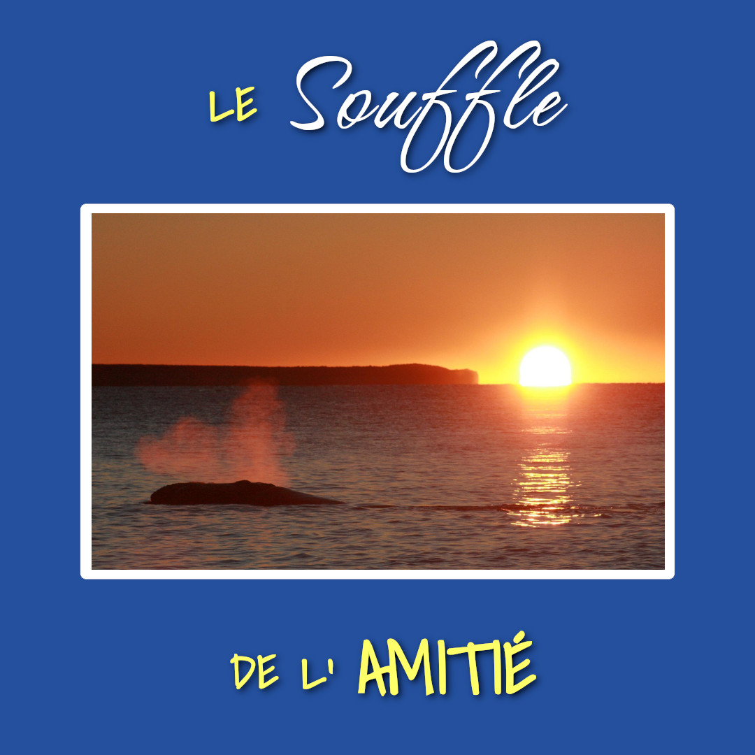 Affiche - Teaser Le Souffle de l'Amitié 02 - Des baleines