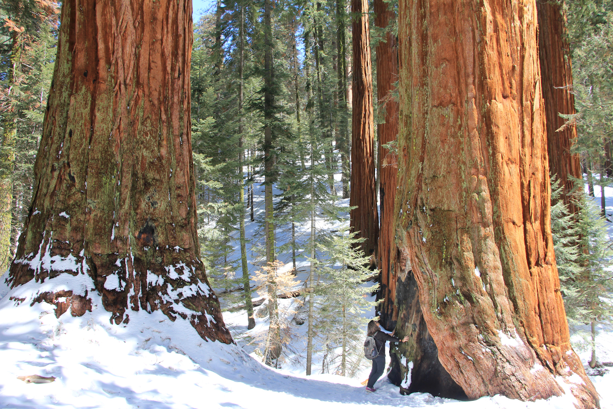 Léa au pied d'un séquoia