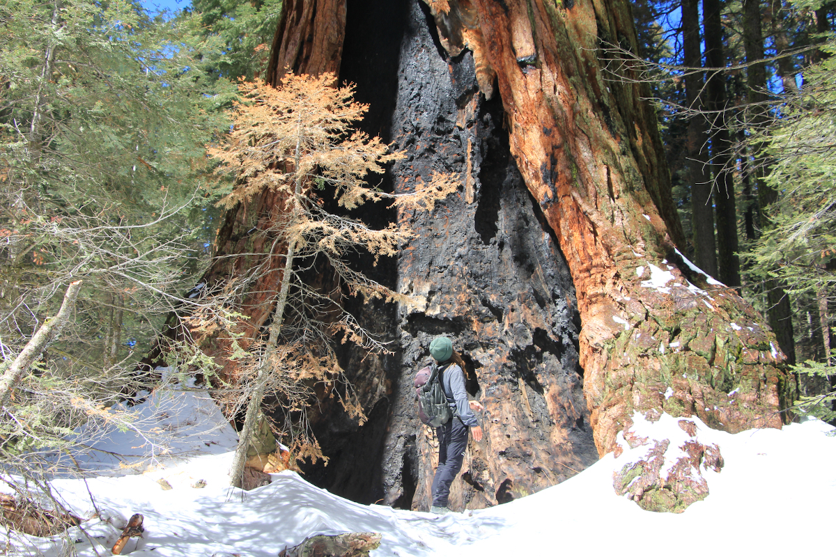Dan au pied d'un séquoia