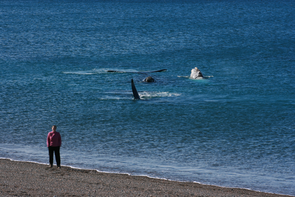 Playa Las Canteras, Chubut, Argentine - Lise Whales avec des baleines