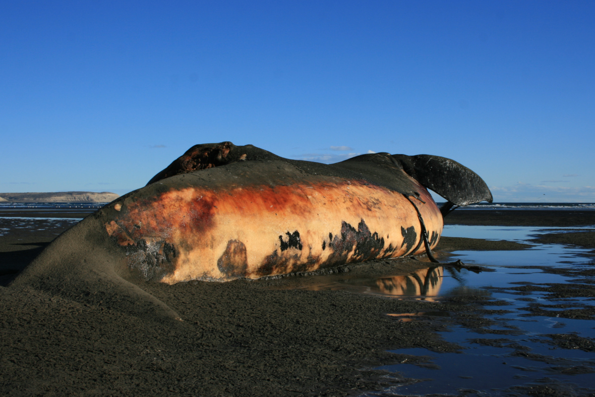 Playa Pardelas - Peninsula Valdés - baleine morte